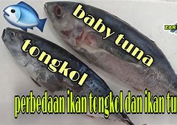 Tongkol Tuna Untuk Ibu Hamil Trimester 1 Bolehkah